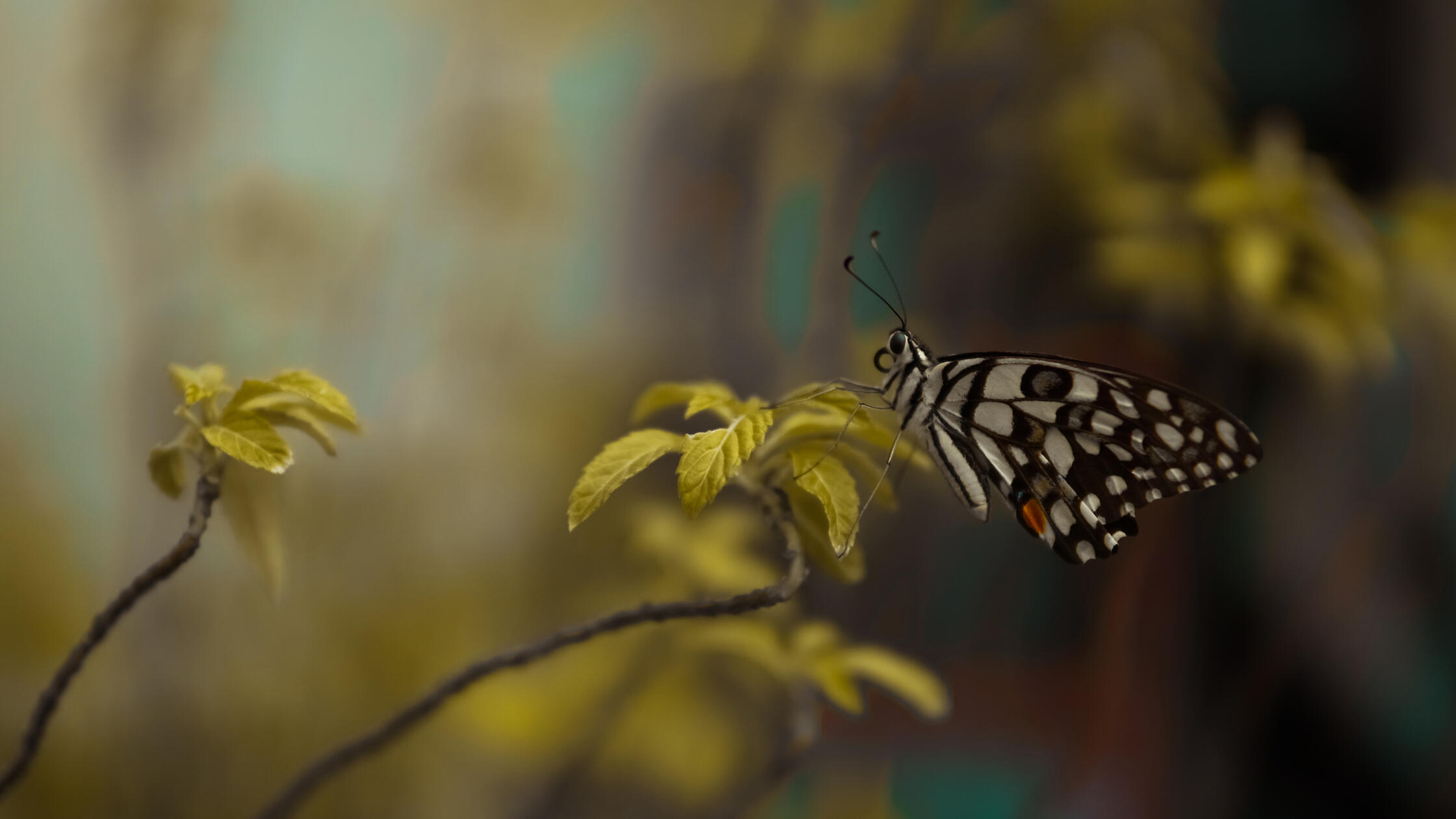 The Butterfly Effect